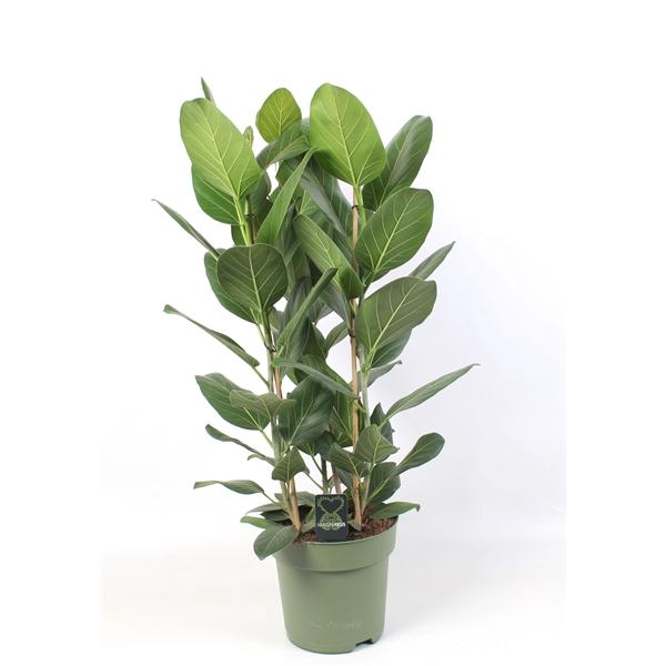 <h4>Ficus Audrey toef 3 stekken pp</h4>