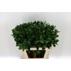 Greenery Ruscus Israeli Green 70cm CO