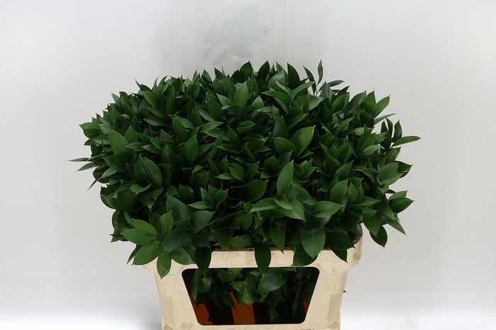 Greenery Ruscus Israeli Green 70cm CO