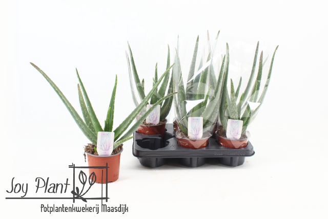 <h4>ALOE VERA</h4>