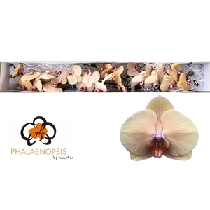 Phalaenopsis Royal Peach Doos