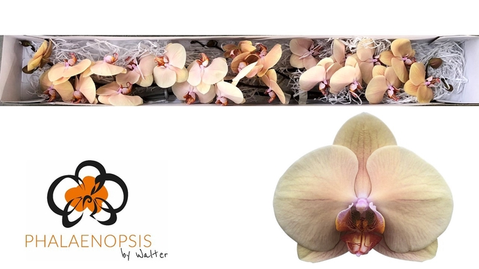 Phalaenopsis Royal Peach Doos