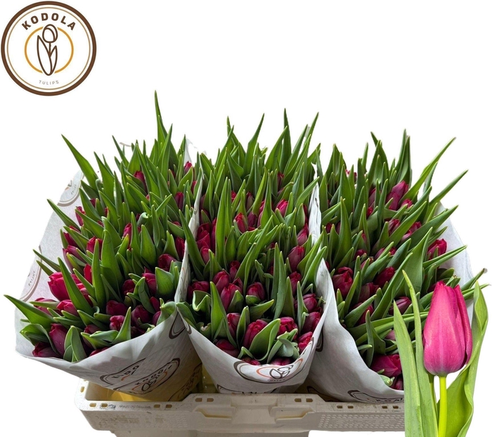 <h4>TU EN SWEET ROSY</h4>