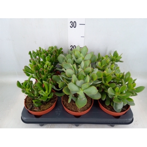 Crassula   ...mix