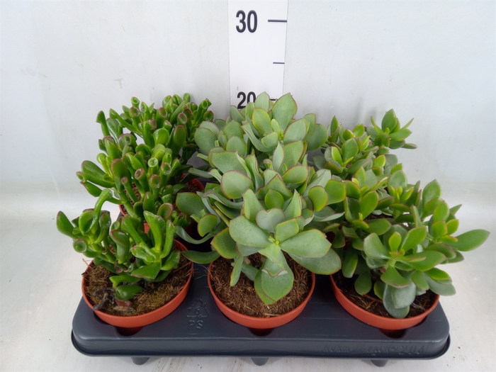<h4>Crassula   ...mix</h4>