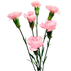 <h4>DIAN.TR. Athena</h4>