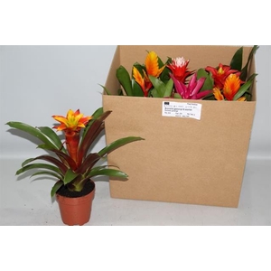 BROMELIA GEM 6 SRT