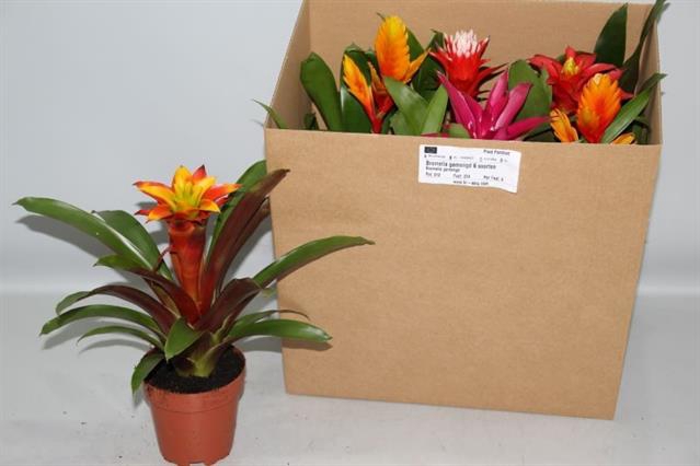 BROMELIA GEM 6 SRT