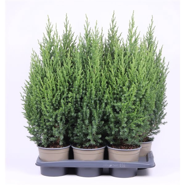 <h4>Juniperus chinensis 'Stricta'</h4>