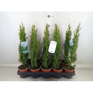 Cupressus sempervirens 'Totem'