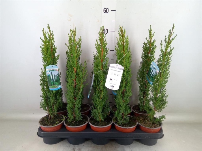 <h4>Cupressus sempervirens 'Totem'</h4>