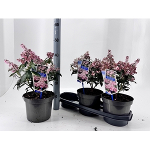 PIERIS JA PINK PASSI