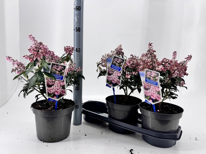 <h4>PIERIS JA PINK PASSI</h4>