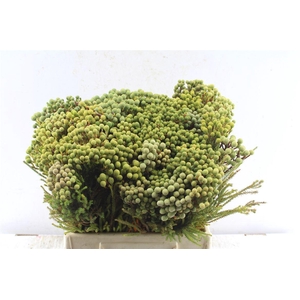 Kaaps Berzelia Abratanoides