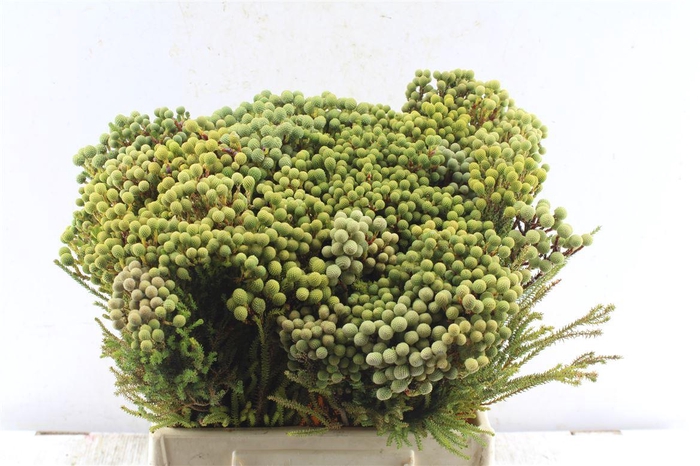 <h4>Kaaps Berzelia Abratanoides</h4>