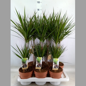 Dracaena marg.