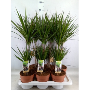 Dracaena marg.