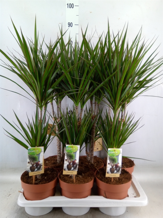 <h4>Dracaena marg.</h4>