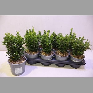 Euonymus Ja Gr Spire