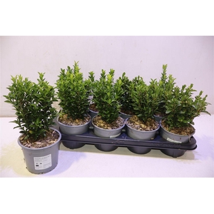 arr8 Euonymus Ja Gr Spire