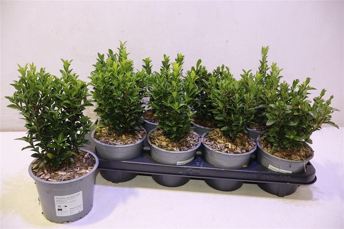 <h4>Euonymus Ja Gr Spire</h4>