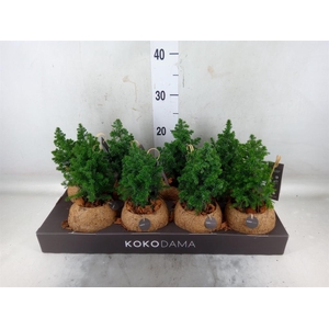 Chamaecyparis thyo. 'Top Point'