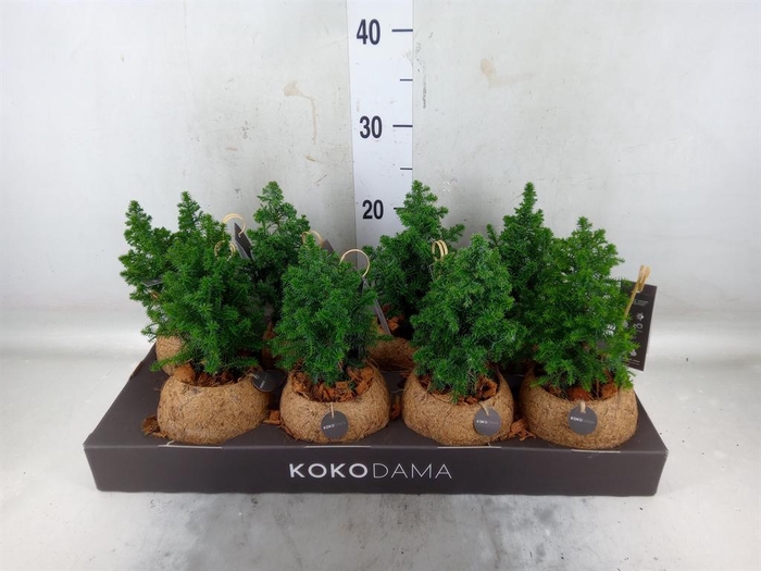 <h4>Chamaecyparis thyo. 'Top Point'</h4>