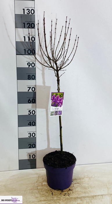 <h4>SYRI MEY PALIBIN</h4>