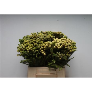 Kaaps Berzelia Galpini Green