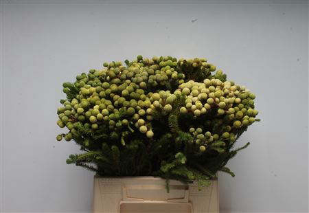 <h4>Kaaps Berzelia Galpini Green</h4>