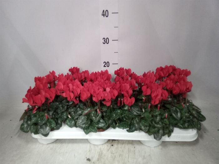 <h4>Cyclamen KL 'Midori'</h4>