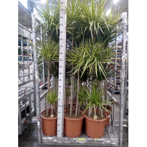 Dracaena   ...mix