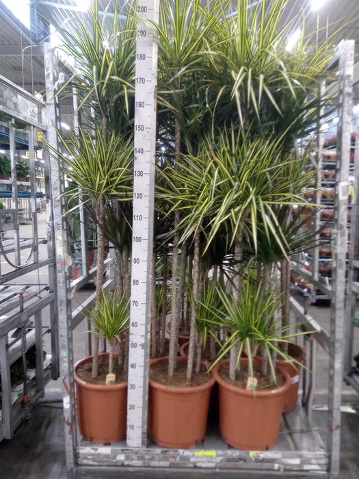 <h4>Dracaena   ...mix</h4>