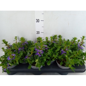 Scaevola aemula 'Purple Haze'