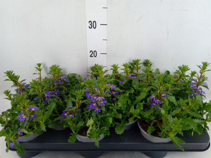 <h4>Scaevola aemula 'Purple Haze'</h4>
