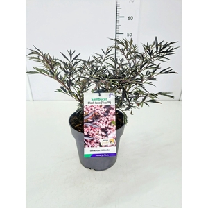 Sambucus Black Lace
