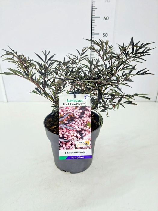<h4>Sambucus Black Lace</h4>
