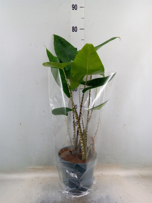 <h4>Alocasia zebrina</h4>