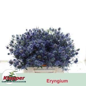 ERYN MAG BLUE LAGOON
