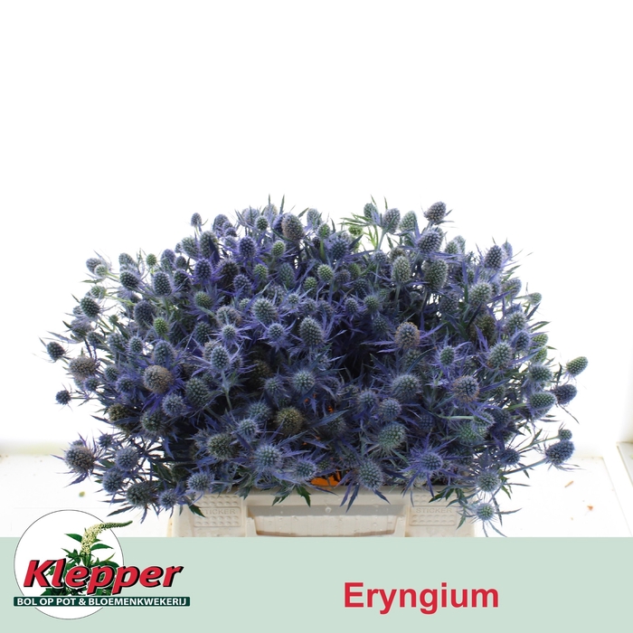 <h4>ERYN MAG BLUE LAGOON</h4>