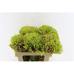 Kaaps Berz Strawberry