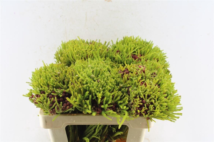 <h4>Kaaps Berz Strawberry</h4>