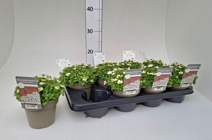 <h4>SAXIF ARENDSII</h4>