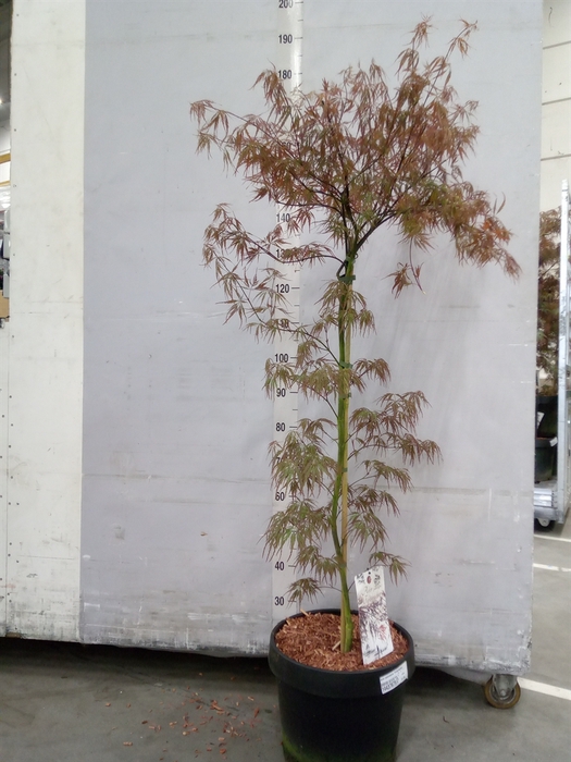 <h4>Acer palmatum 'Firecracker'</h4>