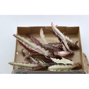 Cryptanthus Zonathus Pink