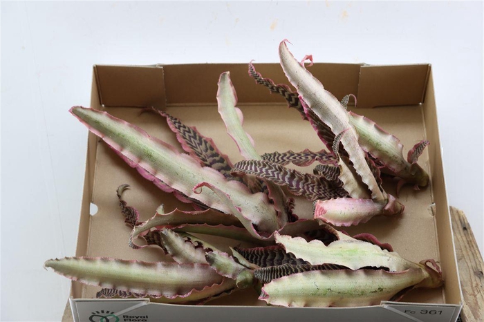 <h4>Cryptanthus Zonathus Pink</h4>