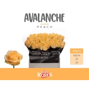 ROSA GR 'AVALANCHE PEACH'