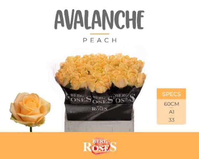 <h4>ROSA GR 'AVALANCHE PEACH'</h4>