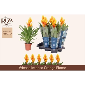 VRIES INTENSO FLAME