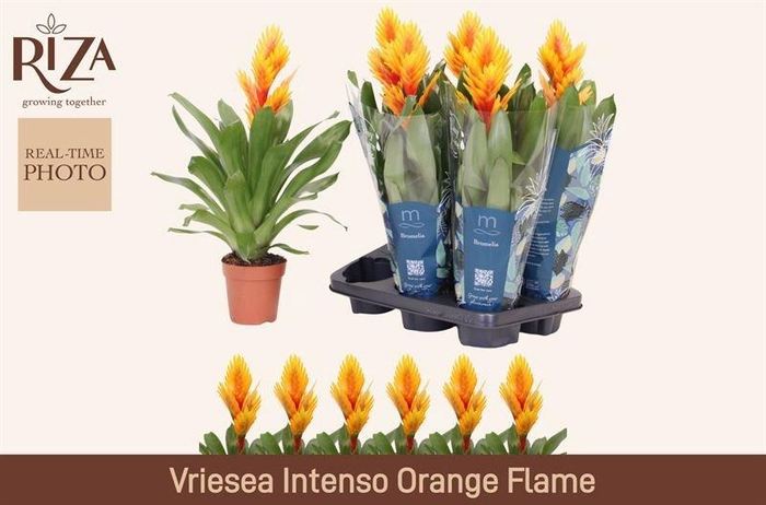 <h4>VRIES INTENSO FLAME</h4>